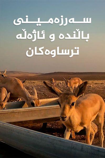 سەرزەمینی باڵندە و ئاژەڵە ترساوەکان
