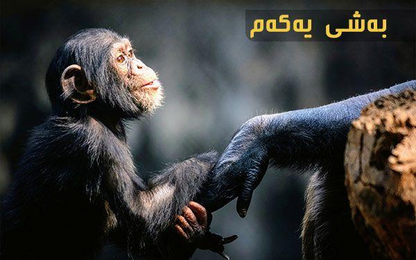ئیمپراتۆریەتی چامپانزی- بەشی یەکەم